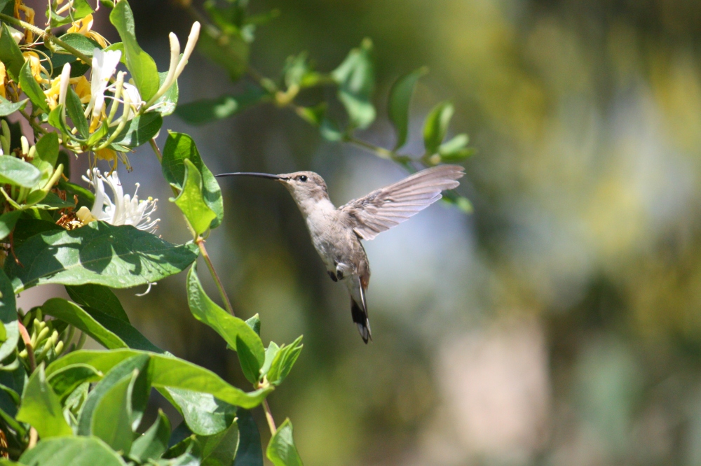 Peruanischer Kolibri