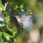 Peruanischer Kolibri