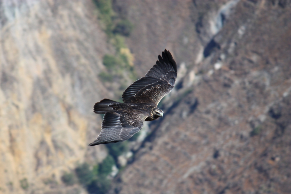 Peruanischer Kordillerenadler