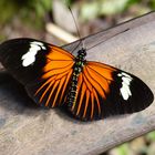 Peruanischer Schmetterling, Heliconius erato, Common longwing.