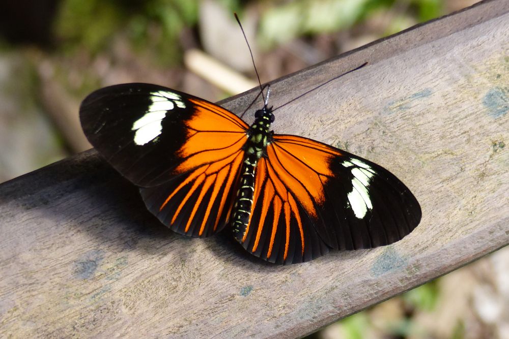 Peruanischer Schmetterling, Heliconius erato, Common longwing.