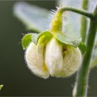 Peruanisches Brennkraut (Loasa tricolor).