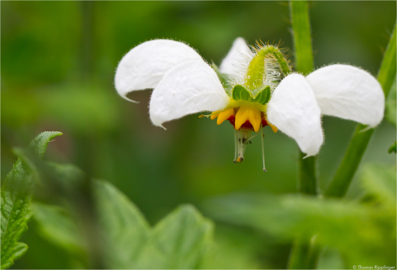 Peruanisches Brennkraut (Loasa tricolor)