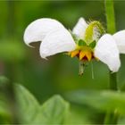 Peruanisches Brennkraut (Loasa tricolor)