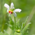 Peruanisches Brennkraut (Loasa triphylla)