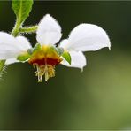 Peruanisches Brennkraut (Loasa triphylla)..