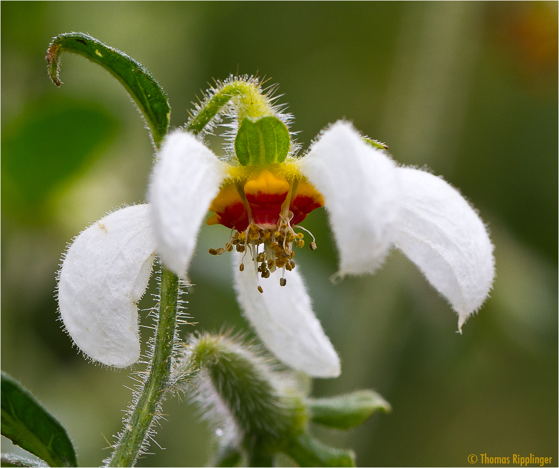 Peruanisches Brennkraut (Loasa triphylla)... ...