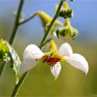 Peruanisches Brennkraut (Loasa triphylla)...D