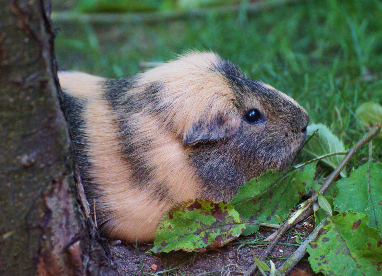 Peruanisches Riesenmeerschweinchen