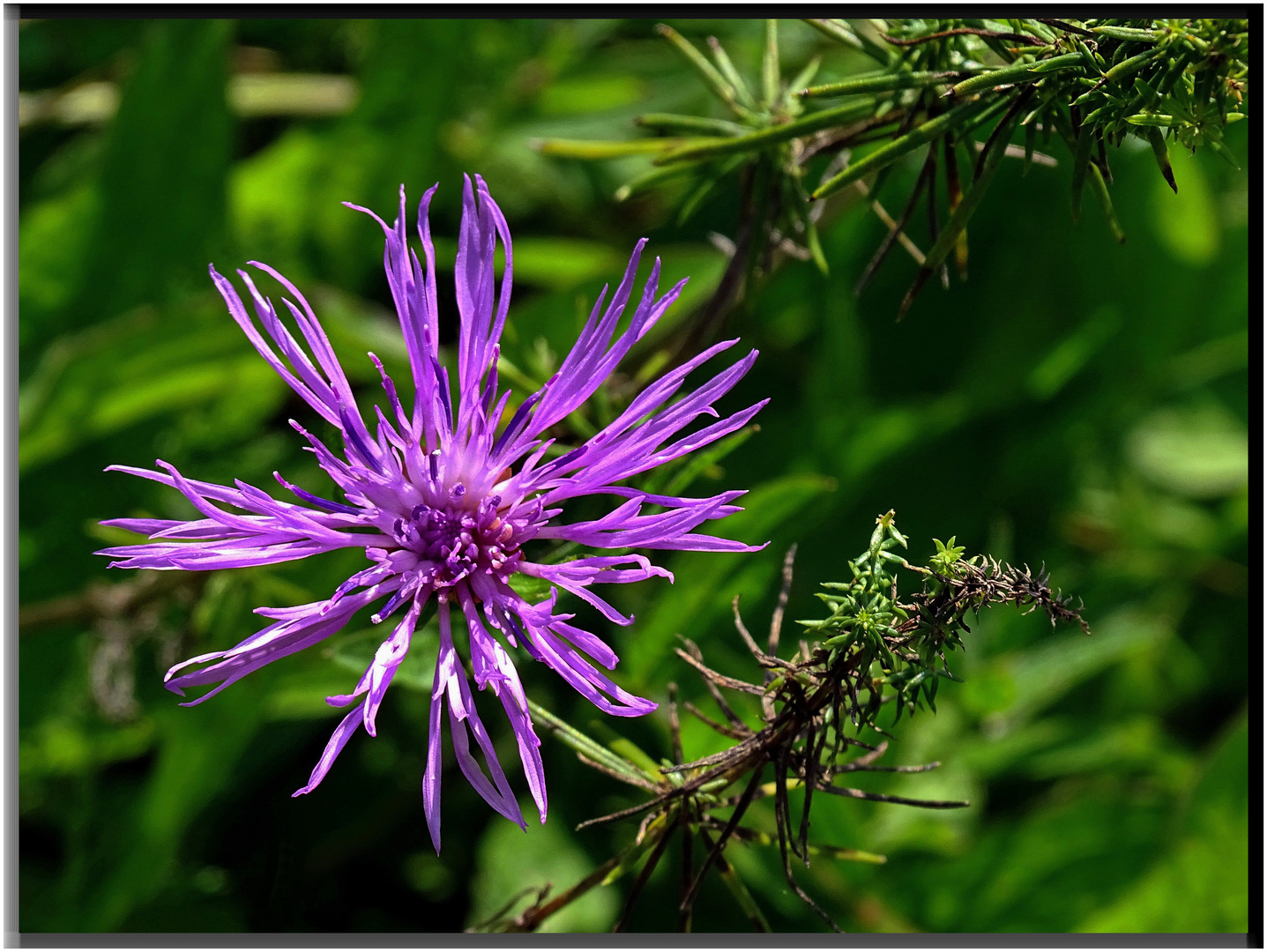 Perücken Flockenblume