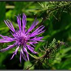 Perücken Flockenblume