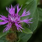 Perücken - Flockenblume (Centaurea pseudophrygia)