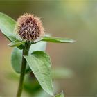 Perücken - Flockenblume (Centaurea pseudophrygia).