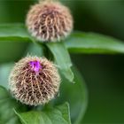 Perücken - Flockenblume (Centaurea pseudophrygia)...