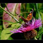 Perücken-Flockenblume mit Distelfalter....