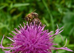 Perückenflockenblume