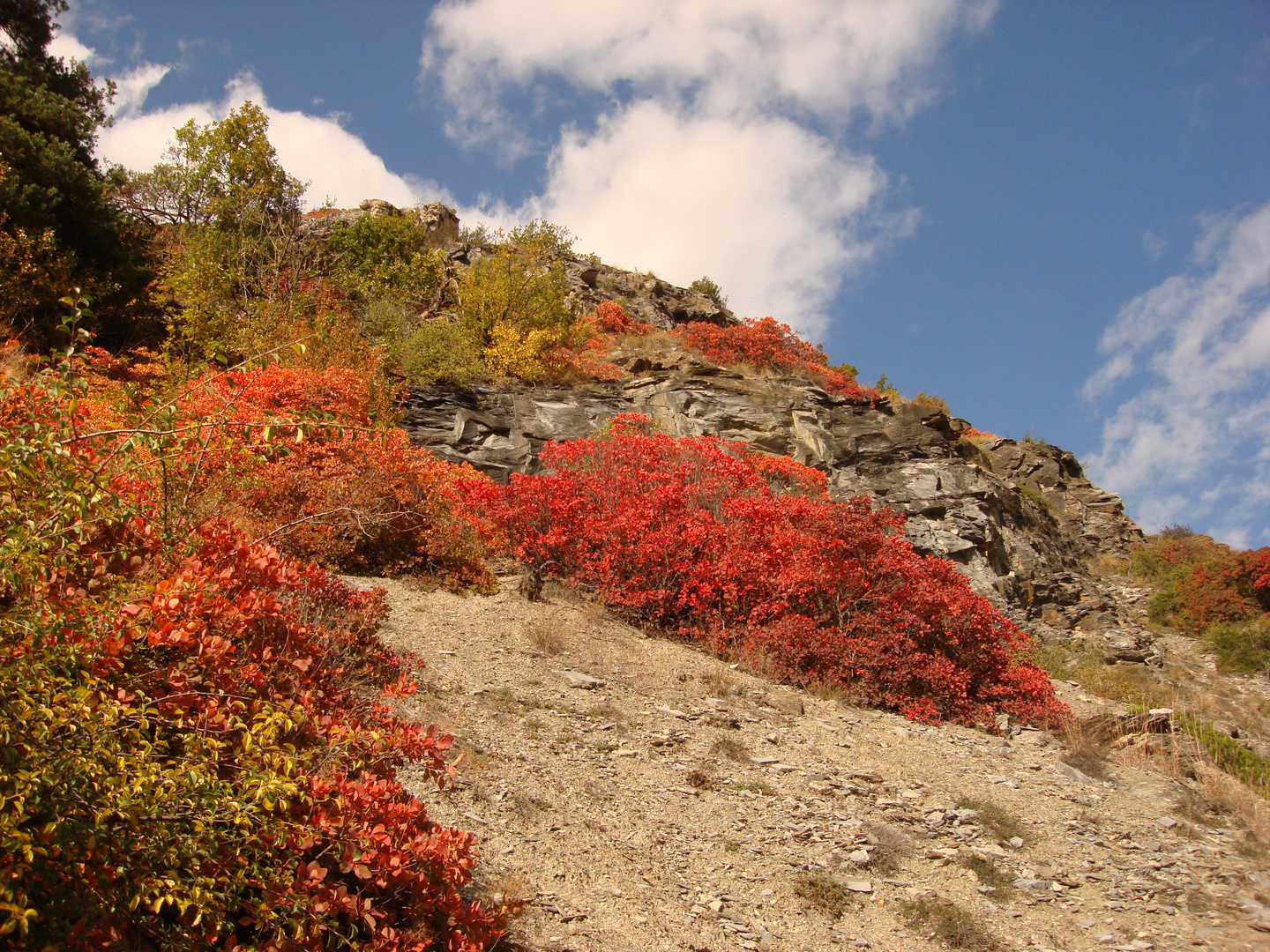 Perückenstrauch/ Cotinus