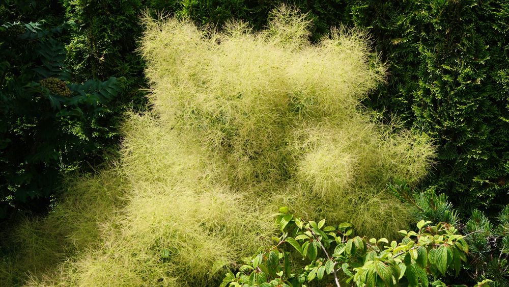 Perückenstrauch ein exotischer Anblick