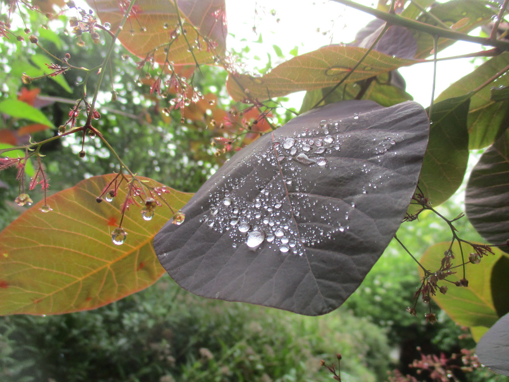  Perückenstrauch nach dem Regen 