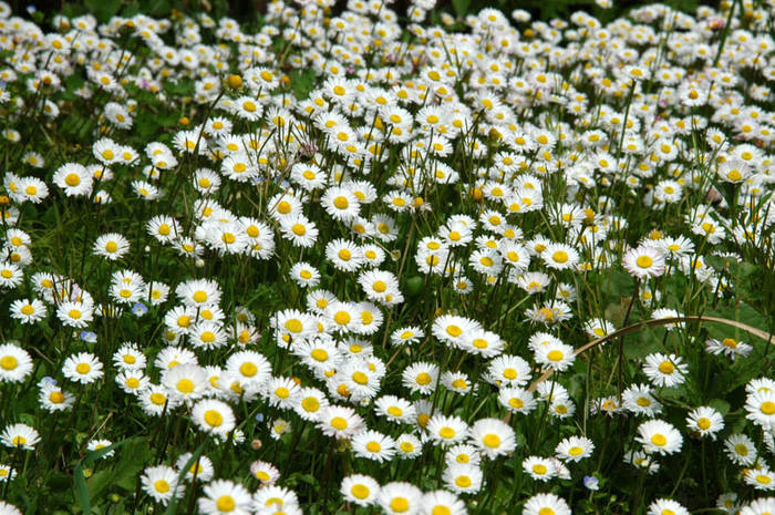 Perugia, il giardino a primavera