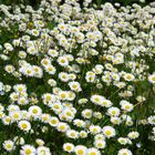 Perugia, il giardino a primavera