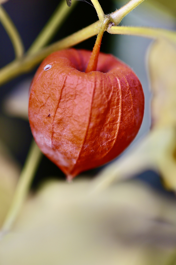 Peruvian groundcherry