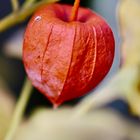 Peruvian groundcherry