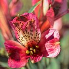 Peruvian Lily