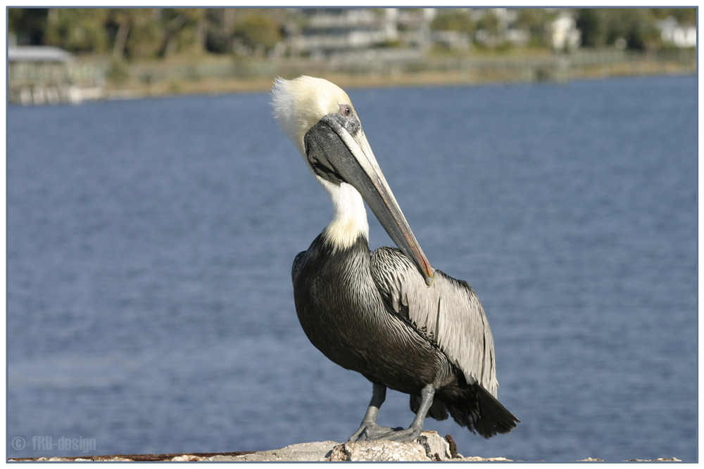 Peruvian Pelican