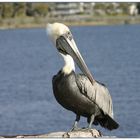 Peruvian Pelican