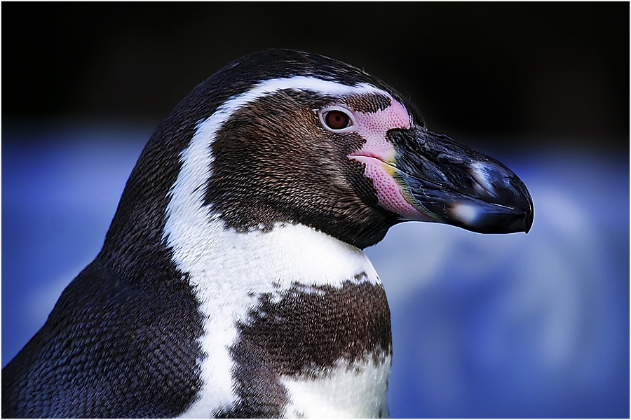 Peruvian Penguin