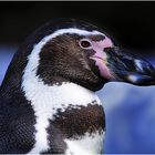 Peruvian Penguin