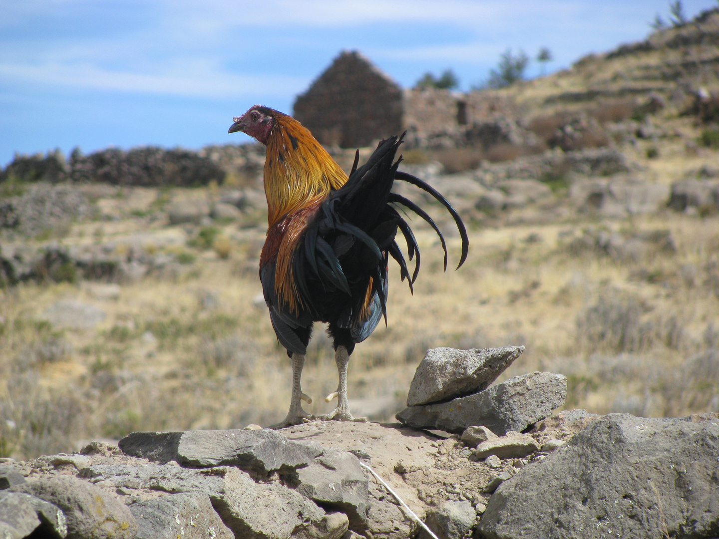 Peruvian rooster