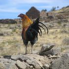 Peruvian rooster