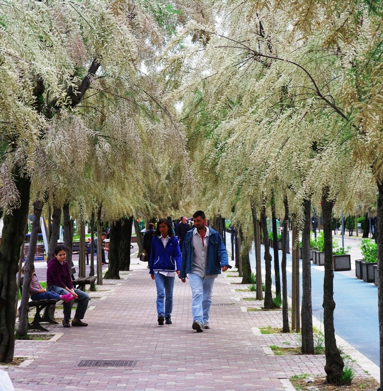 Pesaro visle trieste in .fiore...