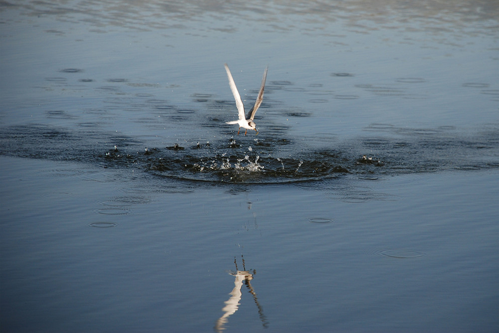 pesca a tuffo