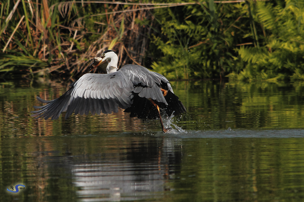 Pesca al volo