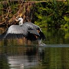 Pesca al volo