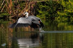 Pesca al volo