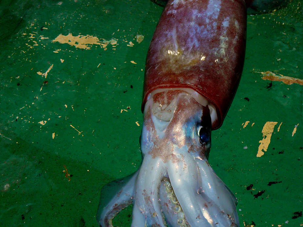 Pesca de calamar en el buque