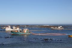 "pesca" di diamanti dai fondali