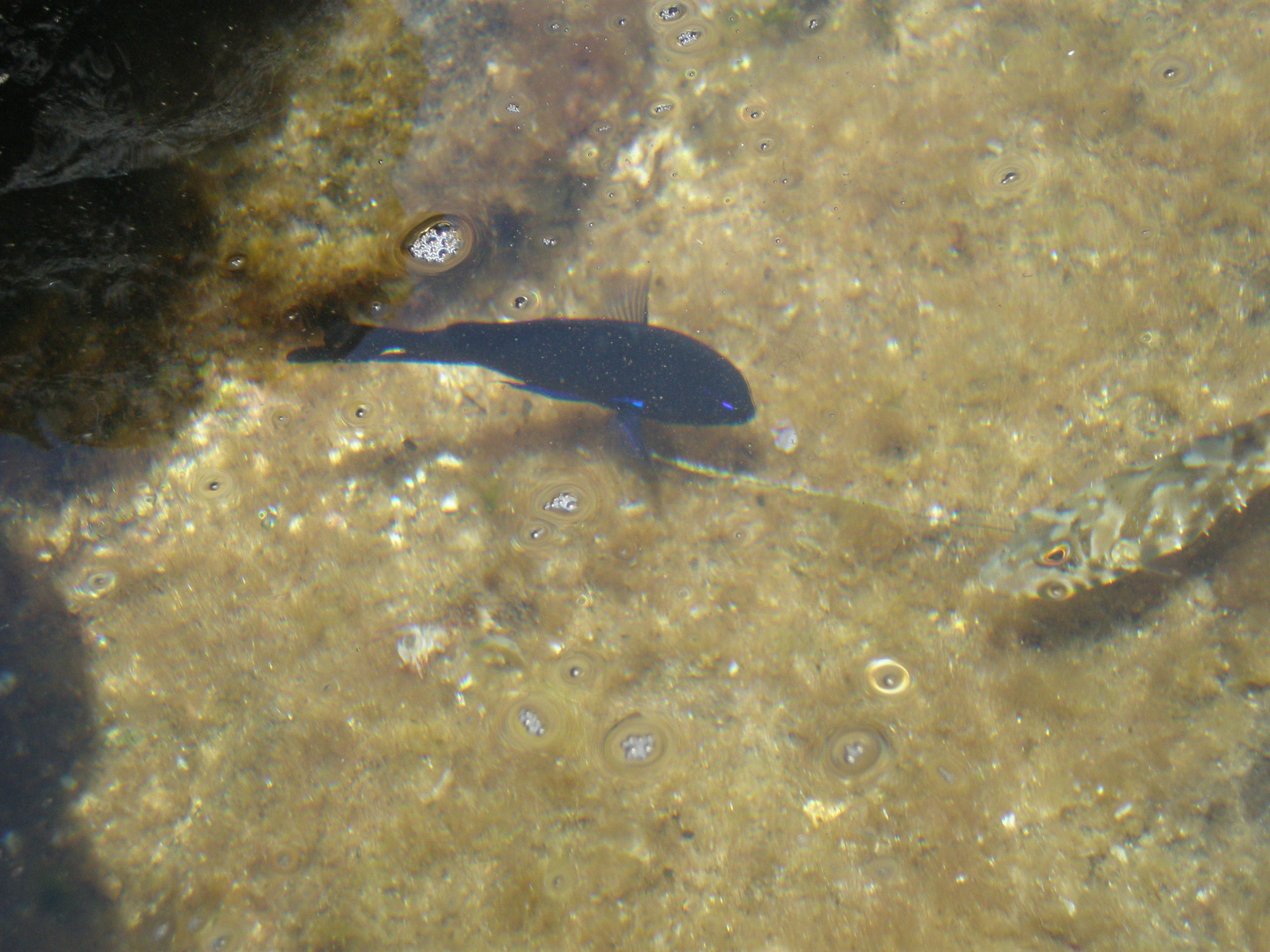 Pescaditos en el charco