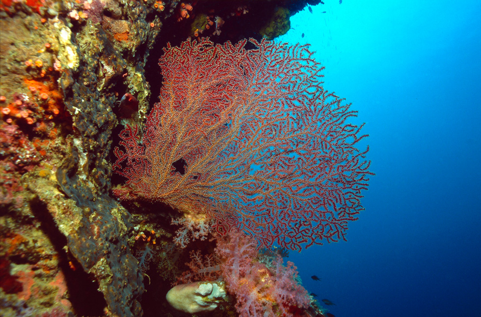 Pescador Island