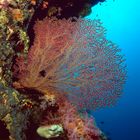 Pescador Island