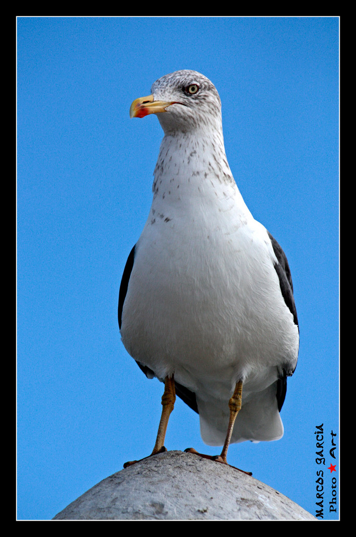 Pescadora