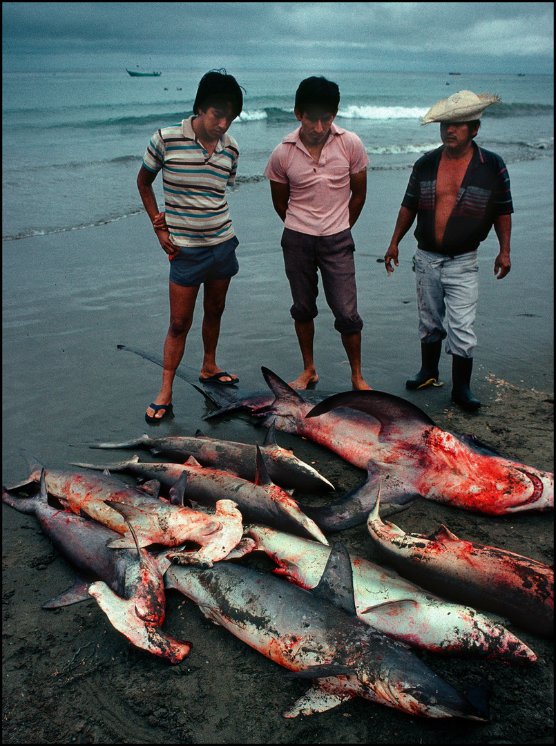 Pescadores II