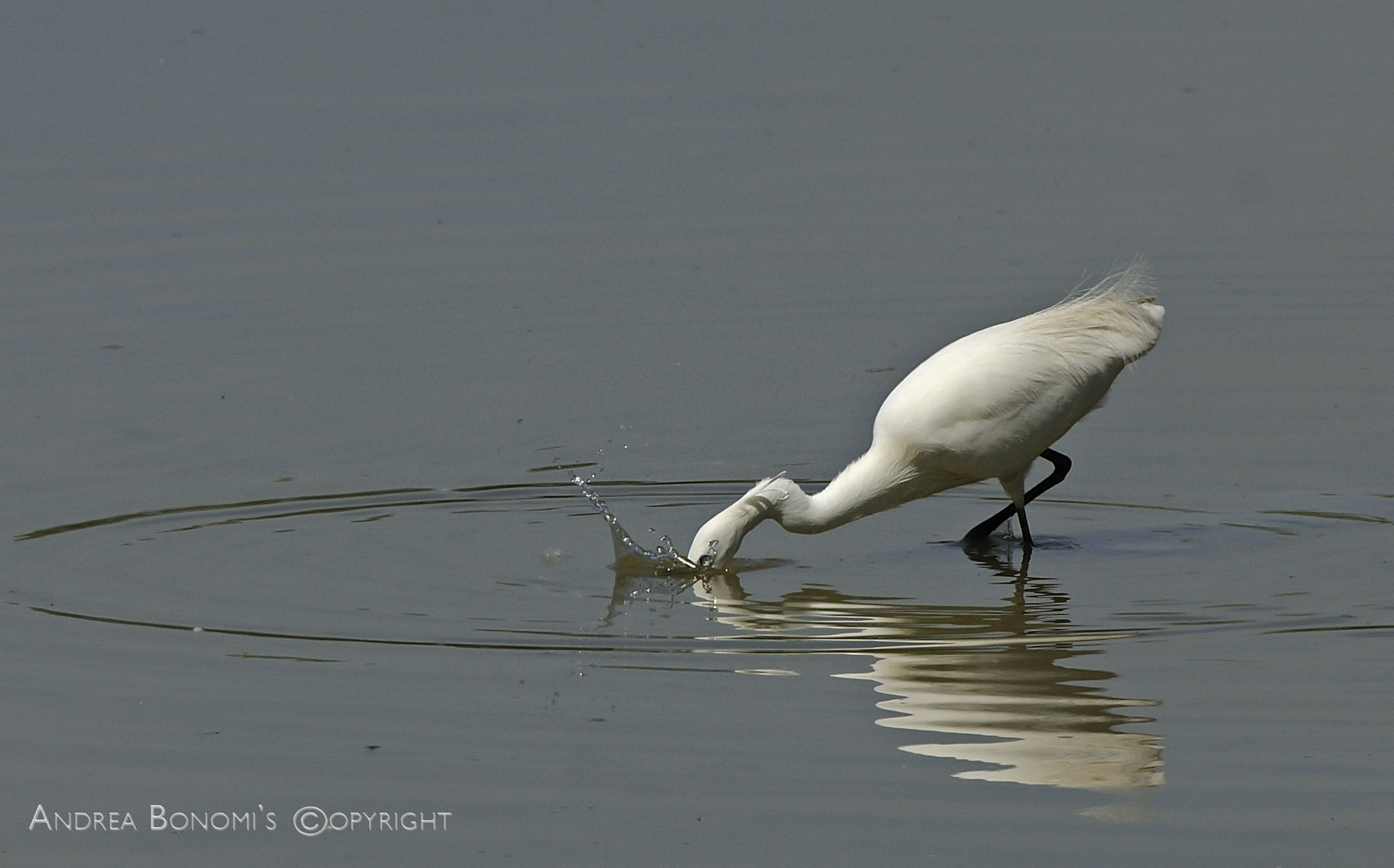 Pescando...