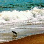 Pescando en el Pacífico (Panamá)