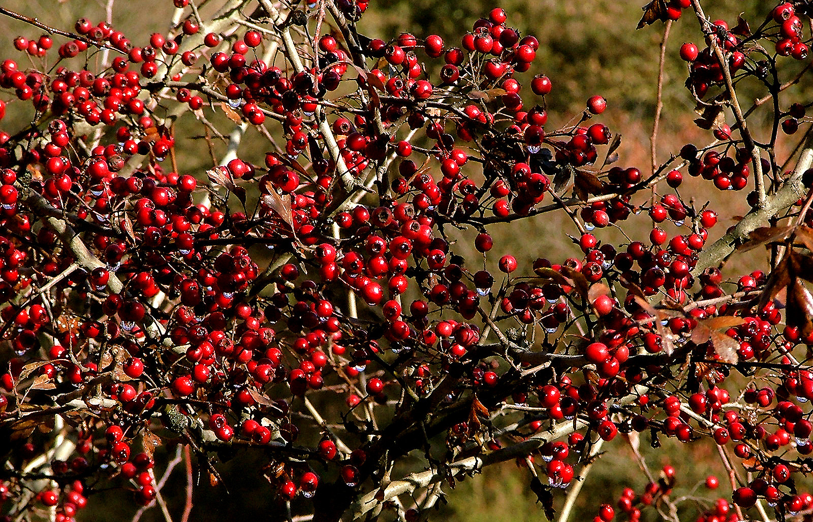 Pescasseroli autunno nel Parco 2