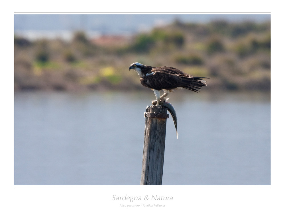 .. Pescatore e preda ..